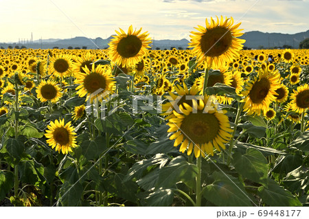 岡山県笠岡市笠岡ベイファームの夕暮れのヒマワリ 69448177