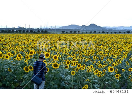 岡山県笠岡市笠岡ベイファームのヒマワリ 69448181