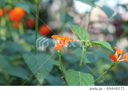 熱帯植物ランタナカマラ 69448271