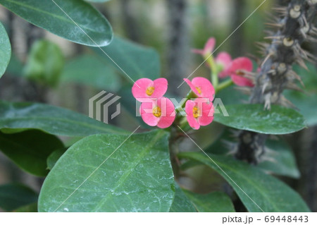 熱帯植物花キリン 熱帯植物花キリン 69448443