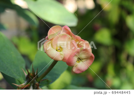 熱帯植物花キリン 熱帯植物花キリン 69448445