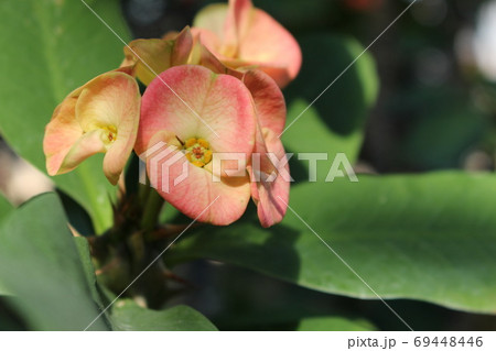 熱帯植物花キリンの写真素材
