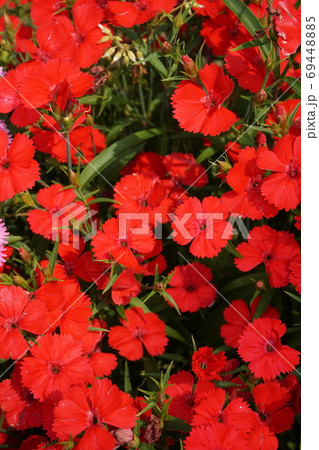 春の花畑 春の花畑 69448885