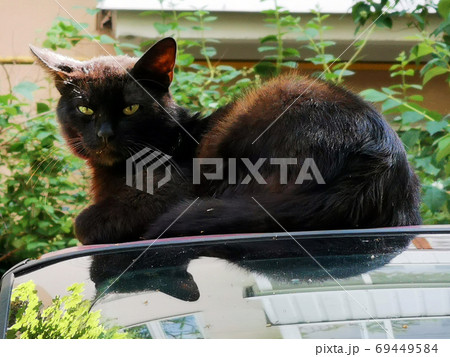 Black homeless cat 001 69449584