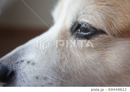 シニア犬 69449622