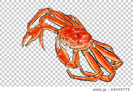 ズワイガニの手描きのイラスト 松葉蟹 越前蟹 蟹のイラスト素材