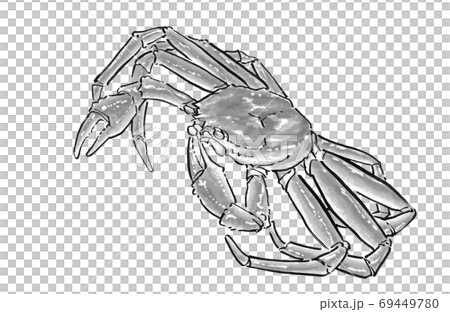 ズワイガニの手描きのイラスト　松葉蟹　越前蟹　蟹 69449780