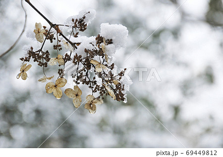 冬のノリウツギの花に雪が積もる	 69449812