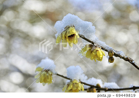 中国原産の落葉樹ロウバイの黄色い花とそのつぼみに積もる雪の写真素材