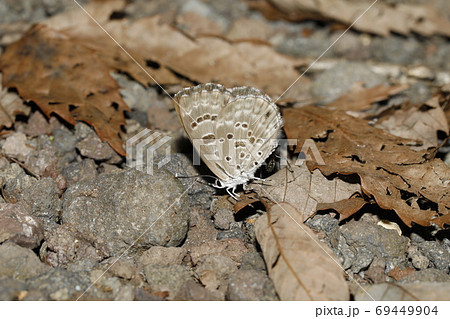 クロシジミ クロシジミ 69449904