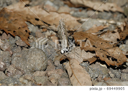クロシジミの産卵 69449905