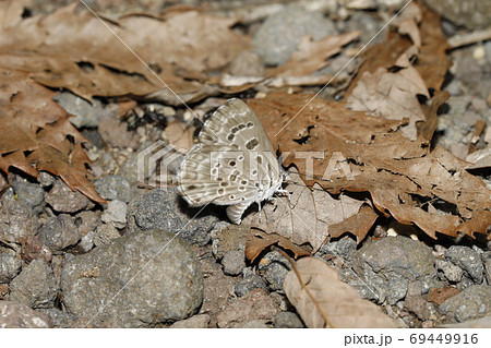 クロシジミの産卵 69449916