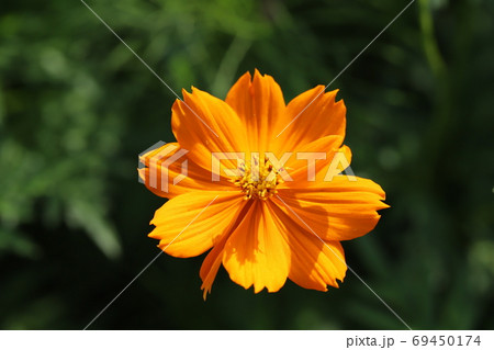 夏の野原に咲くキバナコスモスのオレンジ色の花の写真素材