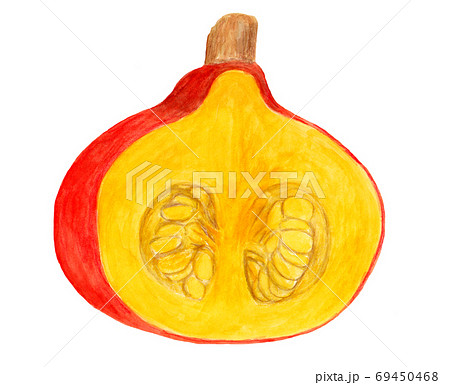 加賀野菜のカボチャの断面(水彩画) 69450468