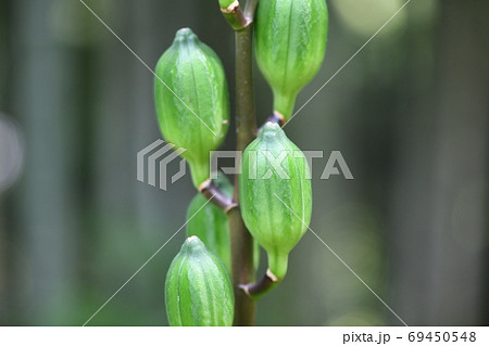 ウバユリの果実 ウバユリの果実 69450548