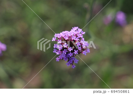 夏の花壇に咲くバーベナボナリエンシスの紫色の花 夏の花壇に咲くバーベナボナリエンシスの紫色の花 69450861