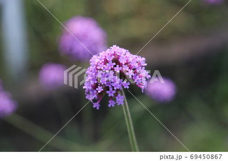 夏の花壇に咲くバーベナボナリエンシスの紫色の花の写真素材