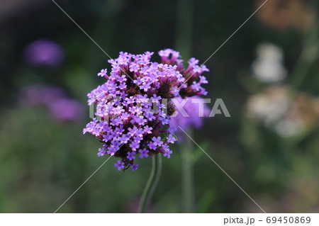 夏の花壇に咲くバーベナボナリエンシスの紫色の花 夏の花壇に咲くバーベナボナリエンシスの紫色の花 69450869