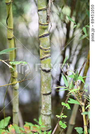 ホテイチクという竹 69451050