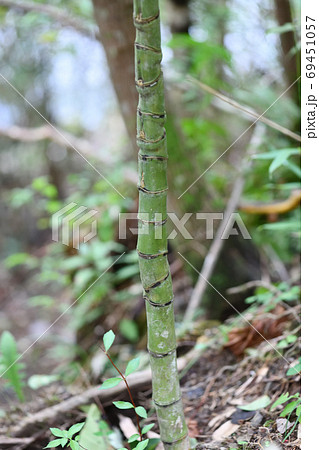ホテイチクという竹 ホテイチクという竹 69451057