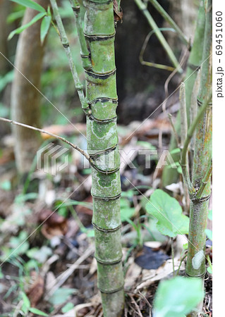 ホテイチクという竹 ホテイチクという竹 69451060
