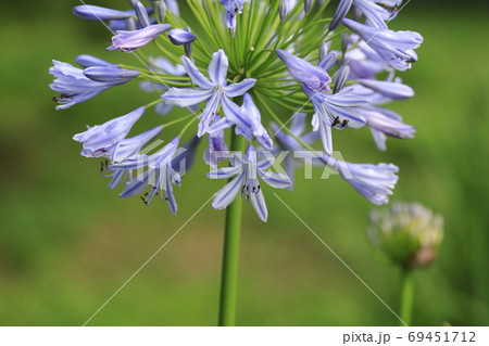 アガパンサス 69451712