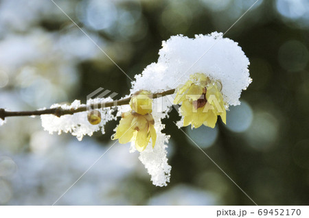 中国原産の落葉樹ロウバイの黄色い花とそのつぼみに積もる雪の写真素材