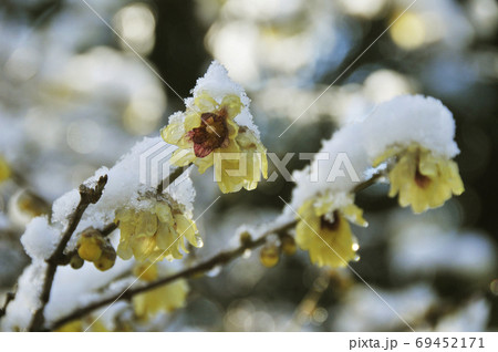 中国原産の落葉樹ロウバイの黄色い花とそのつぼみに積もる雪の写真素材