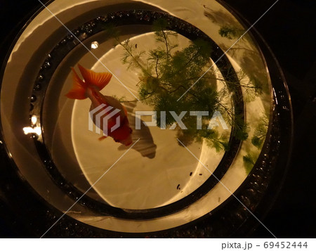金魚鉢の中の金魚 69452444