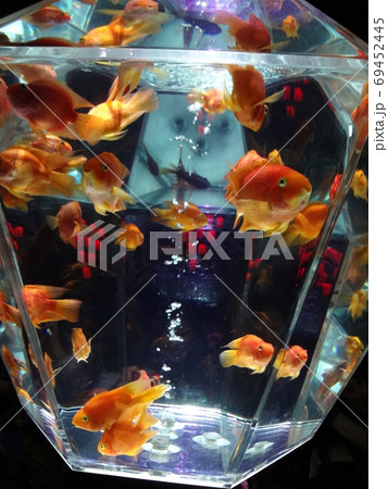 近未来の水槽 近未来の水槽 69452445