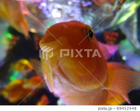 パロットフィッシュ パロットフィッシュ 69452448