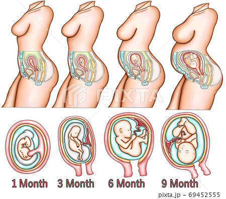 女性妊娠過程イラストのイラスト素材