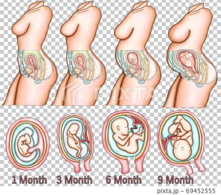 女性妊娠過程イラストのイラスト素材