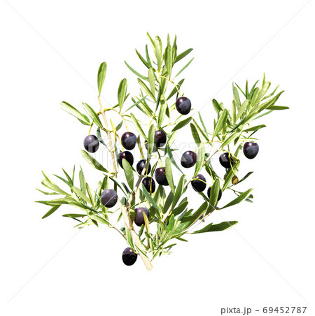 Branch of olive tree with ripe black olives 69452787