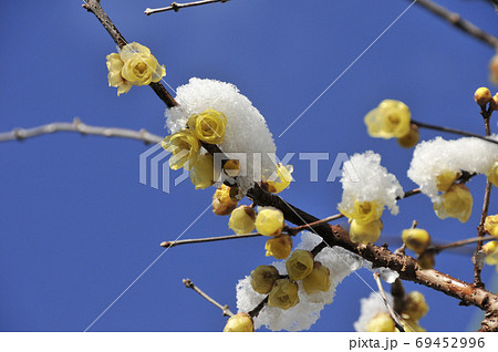 冬のロウバイの黄色い花に雪の写真素材
