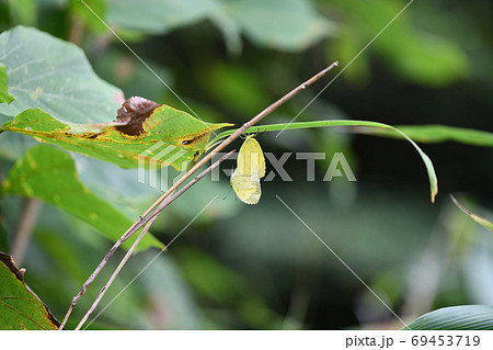 キタキチョウの雌雄 69453719
