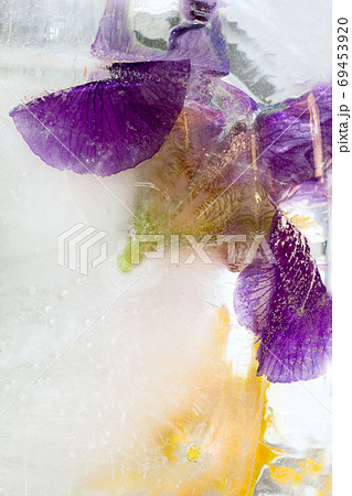 Frozen   flower of  iris 69453920