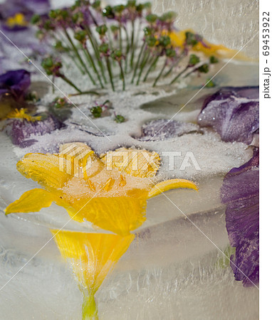 Frozen   flower of  iris 69453922