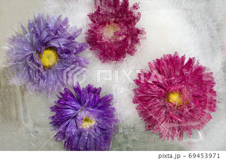 Frozen flower of aster Frozen flower of aster 69453971