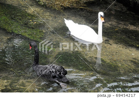 イギリス、コッツウォルズ地方、バイブリー、コルン川の白鳥 イギリス、コッツウォルズ地方、バイブリー、コルン川の白鳥 69454217