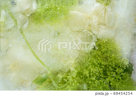 Frozen flower of jessamine and hydrangea Frozen flower of jessamine and hydrangea 69454254