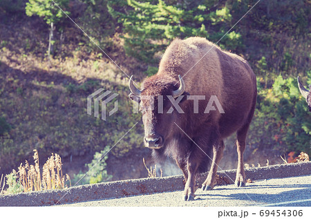Buffalo 69454306
