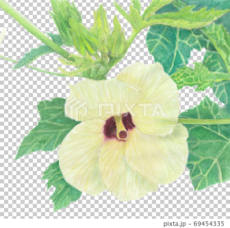 オクラの花 69454335