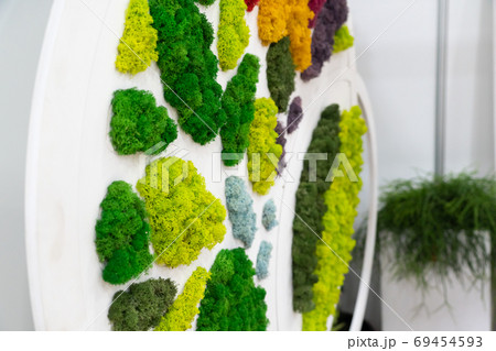 Vertical decoration moss Vertical decoration moss 69454593