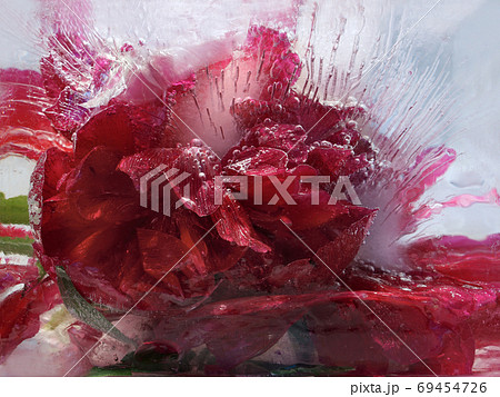 Frozen   flower of         peony 69454726