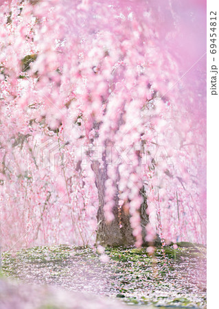 鈴鹿の森庭園 梅 春 鈴鹿の森庭園 梅 春 69454812