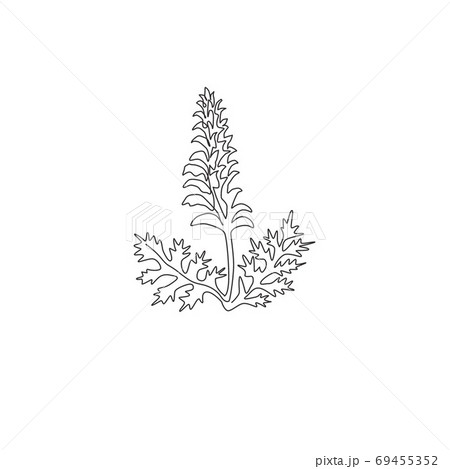 Single continuous line drawing of beauty fresh bear's breeches for garden logo Single continuous line drawing of beauty fresh bear's breeches for garden logo 69455352