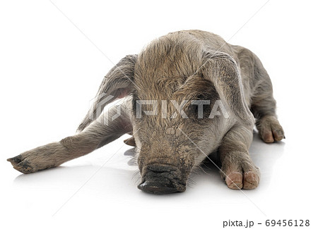 young Mangalica in studio young Mangalica in studio 69456128