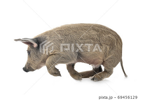 young Mangalica in studio young Mangalica in studio 69456129