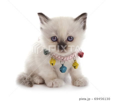 birman kitten in studio birman kitten in studio 69456130